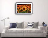 2006 - Sunflowers 3.0 By Daniel Wechsler Fine Art Photography Nature Wildlife Scenic Landscapes