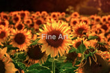 2006 - Sunflowers 3.0 By Daniel Wechsler Fine Art Photography Nature Wildlife Scenic Landscapes