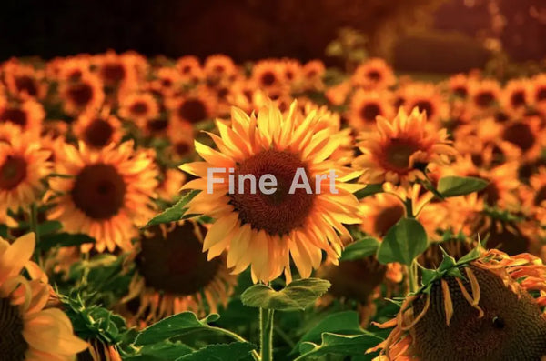 2006 - Sunflowers 3.0 By Daniel Wechsler Fine Art Photography Nature Wildlife Scenic Landscapes