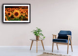 2006 - Sunflowers 3.0 By Daniel Wechsler Fine Art Photography Nature Wildlife Scenic Landscapes