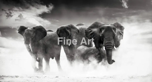 2007 - ’Etosha’ By Ulf Rugumayo Amundsen Fine Art Photography Nature Wildlife Scenic Landscapes