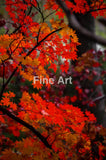 2008 - Autumn Leaves Fine Art Photography Nature Wildlife Scenic Landscapes Wall Home Decor -Art