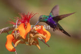 2017 - Cam -’Fork-Tailed Woodnymph’ By Bertrando Campos Fine Art Photography Nature Wildlife