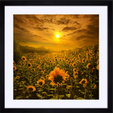 2024 - Ct-Photo By Phil Koch Fine Art Photography Nature Wildlife Scenic Landscapes 26X26 Frame