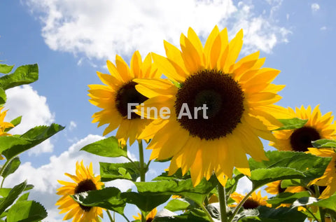 2034 - Sonnenblumen By Vrd Fine Art Photography Nature Wildlife Scenic Landscapes Wall Home Decor