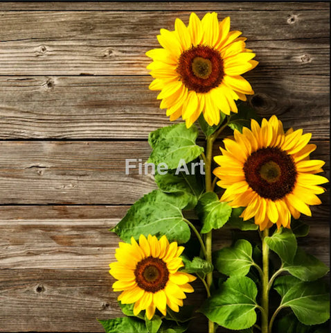 2042 - Deutsch Sunflowers Fine Art Photography Nature Wildlife Scenic Landscapes Wall Home Decor