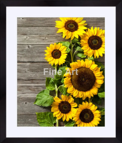 2043 - German Sunflowers Part Ii Fine Art Photography Nature Wildlife Scenic Landscapes Wall Home