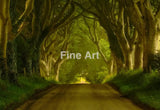 2051 - Sheltered-Dark Hedges-Ireland Photo By Brian Rueb-Fine Art Photography Print On Metal Wall