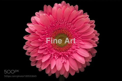 2054 - Pink Gerbera Daisy -Photo By Encrovision Wall Art Home Decor -Art -Fine Photography Metal