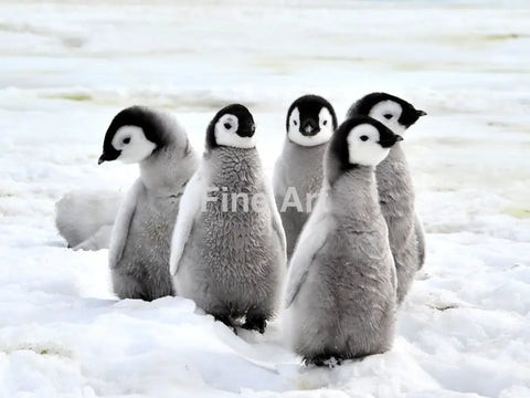 2065 - Emperor Penguin Chicks By Silver Wall Art Home Decor -Art -Fine Photography Metal Canvas