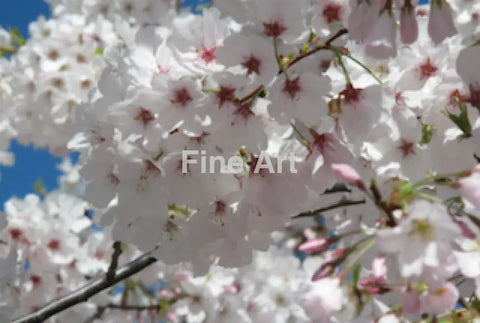 2066 - Sv Blossoms Photo By Jim Tay--Amateur Photographer Wall Art Home Decor -Art -Fine