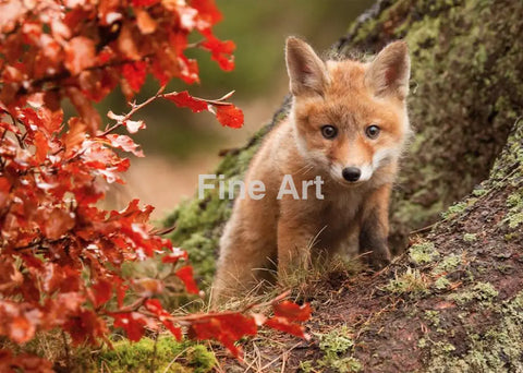 2068 - ’Fox’ By Robert Adamec-Already Framed On Metal Wall Art Home Decor -Art -Fine