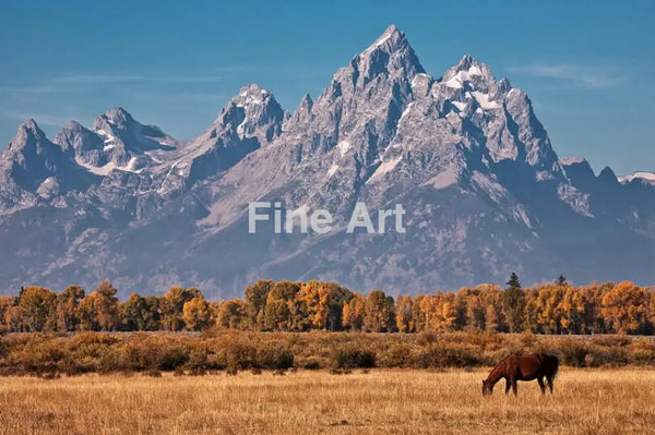 2094 - Horse On The Tetons -Photo By Brian Rueb-Modern Metal Fine Art Photography Print Wall Home