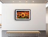 2006 - Sunflowers 3.0 - By Daniel Wechsler - Fine Art Photography - Nature - Wildlife - Scenic Landscapes